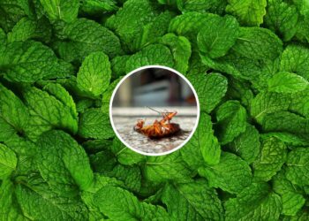 Este truque com ervas aromáticas mantém baratas longe dos eletrodomésticos