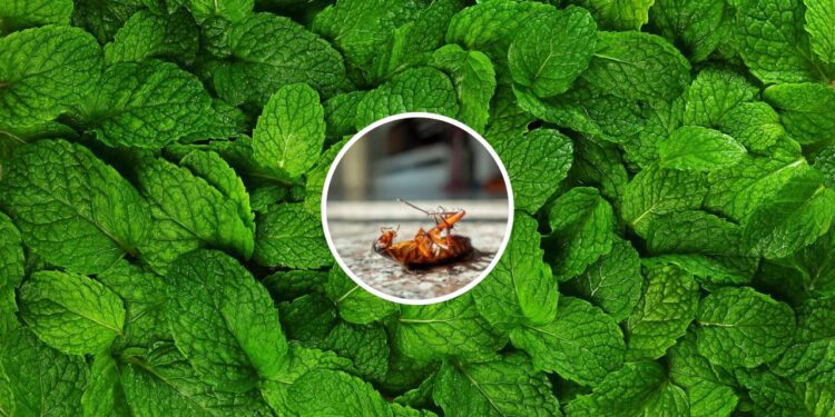 Este truque com ervas aromáticas mantém baratas longe dos eletrodomésticos