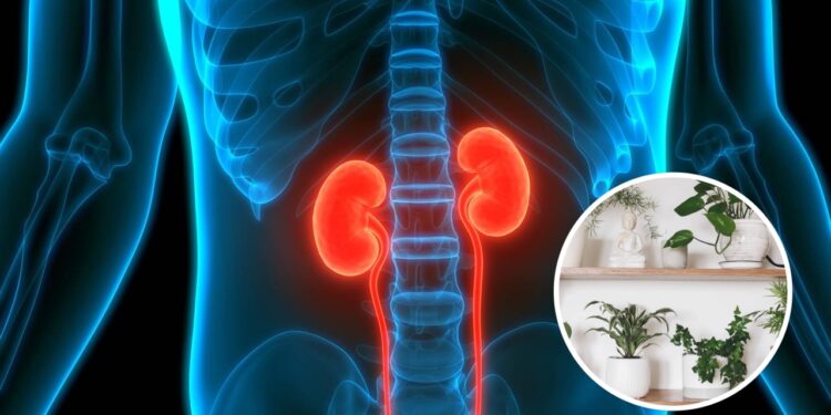 Plantas medicinais para cuidar dos rins de forma simples