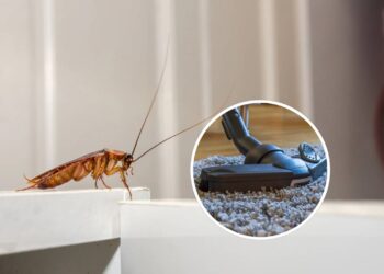 Como usar o aspirador de forma segura sem atrair baratas