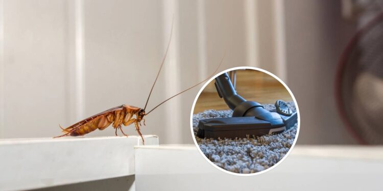 Como usar o aspirador de forma segura sem atrair baratas