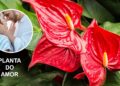 Esta é a planta do amor, segundo Feng Shui