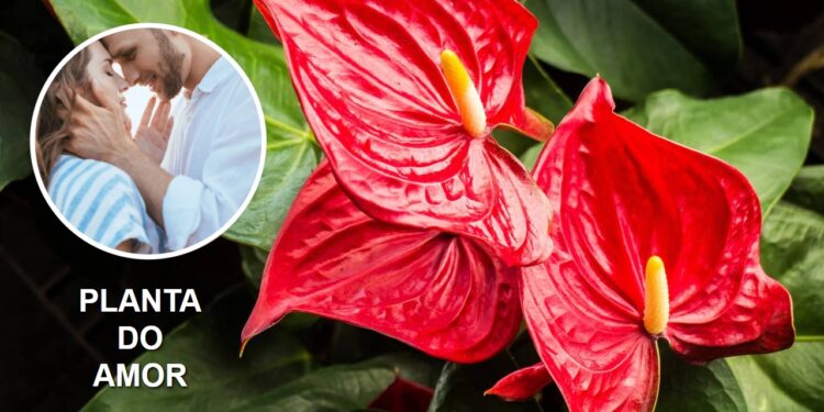 Esta é a planta do amor, segundo Feng Shui