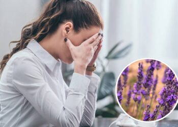 Planta que alivia a ansiedade, segundo Feng Shui