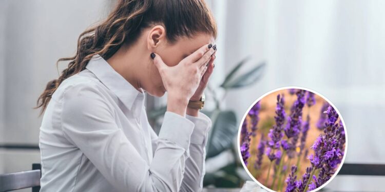 Planta que alivia a ansiedade, segundo Feng Shui