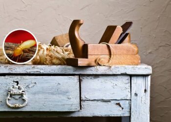 Soluções caseiras de eliminar cupins e proteger seus móveis do ataque silencioso