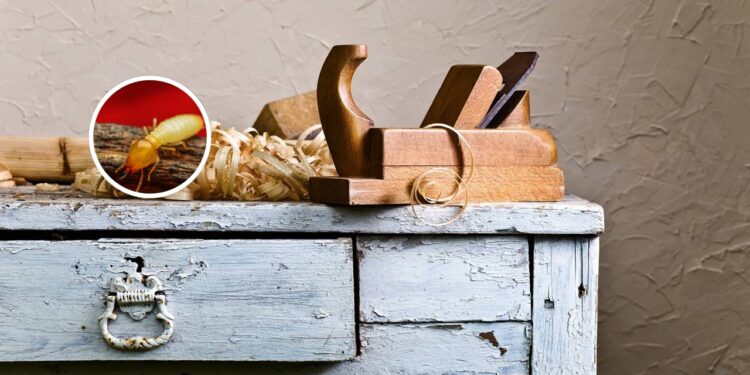 Soluções caseiras de eliminar cupins e proteger seus móveis do ataque silencioso