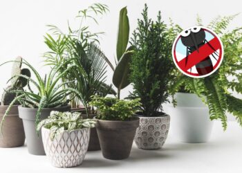 Saiba como plantas repelentes ajudam a manter mosquitos longe de casa
