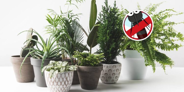 Saiba como plantas repelentes ajudam a manter mosquitos longe de casa