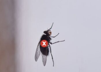 Truque com folha de louro para afastar moscas e mosquitos da pia