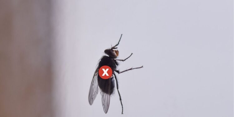 Truque com folha de louro para afastar moscas e mosquitos da pia