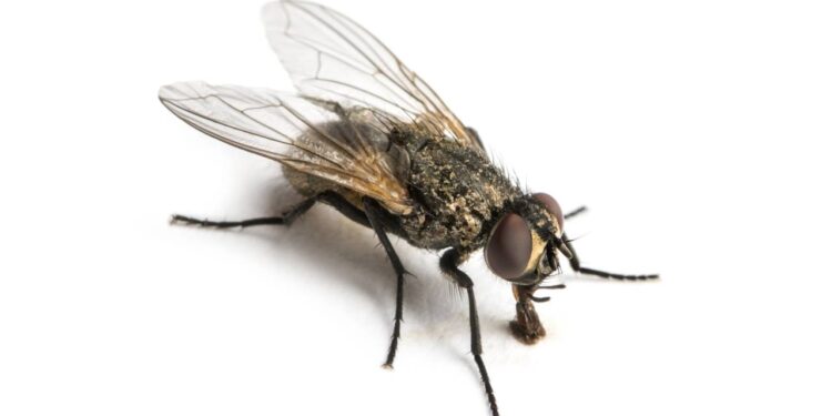 Armadilha fácil para deixar sua cozinha longe das moscas