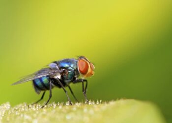 Impeça as moscas de se aproximem do fogão com estas dicas