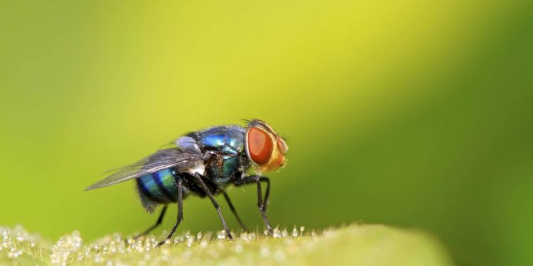 Impeça as moscas de se aproximem do fogão com estas dicas