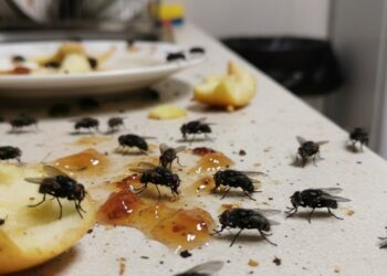 Moscas indesejadas não saem da cozinha? Veja estas armadilhas caseiras eficazes