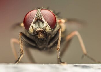 Como evitar moscas e mosquitos no churrasco com truques simples e naturais