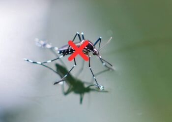 Crie uma barreira natural com estas plantas para repelir os insetos