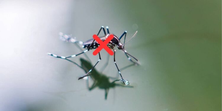 Crie uma barreira natural com estas plantas para repelir os insetos