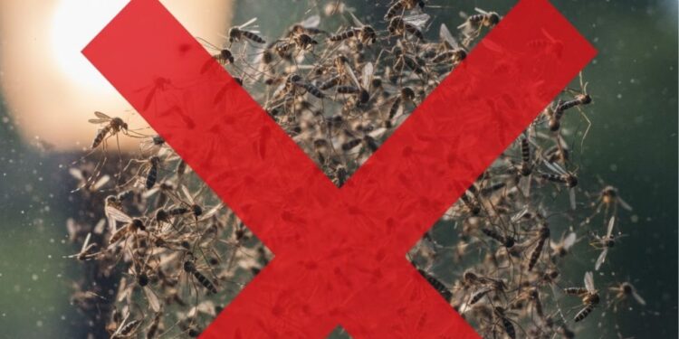 Estes 4 truques auxiliam na eliminação dos mosquitos em casa