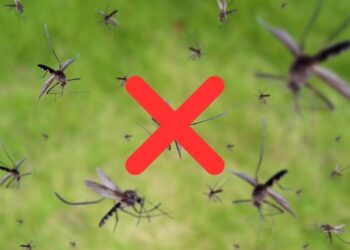 As melhores ervas para espantar mosquitos e refrescar o ambiente