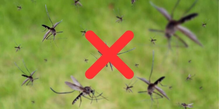 As melhores ervas para espantar mosquitos e refrescar o ambiente