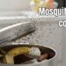 Este detalhe na lixeira pode ser o motivo dos mosquitos na cozinha