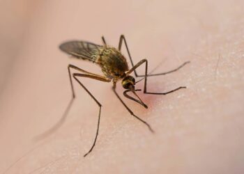 Como usar capim-limão para afastar mosquitos e deixar o ar mais leve