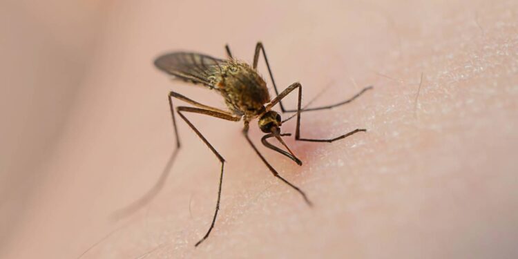 Como usar capim-limão para afastar mosquitos e deixar o ar mais leve