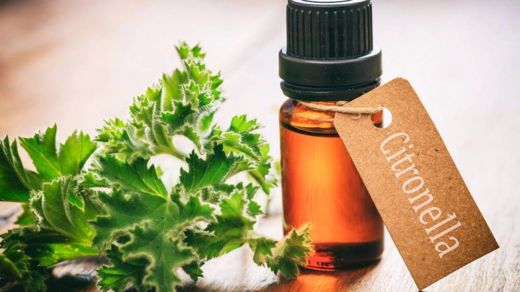 Nem repelente, nem incenso: diga adeus aos pernilongos com estes truques