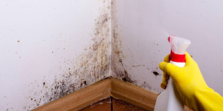 Nem sabão, nem limpador: truque para tirar o mofo das paredes