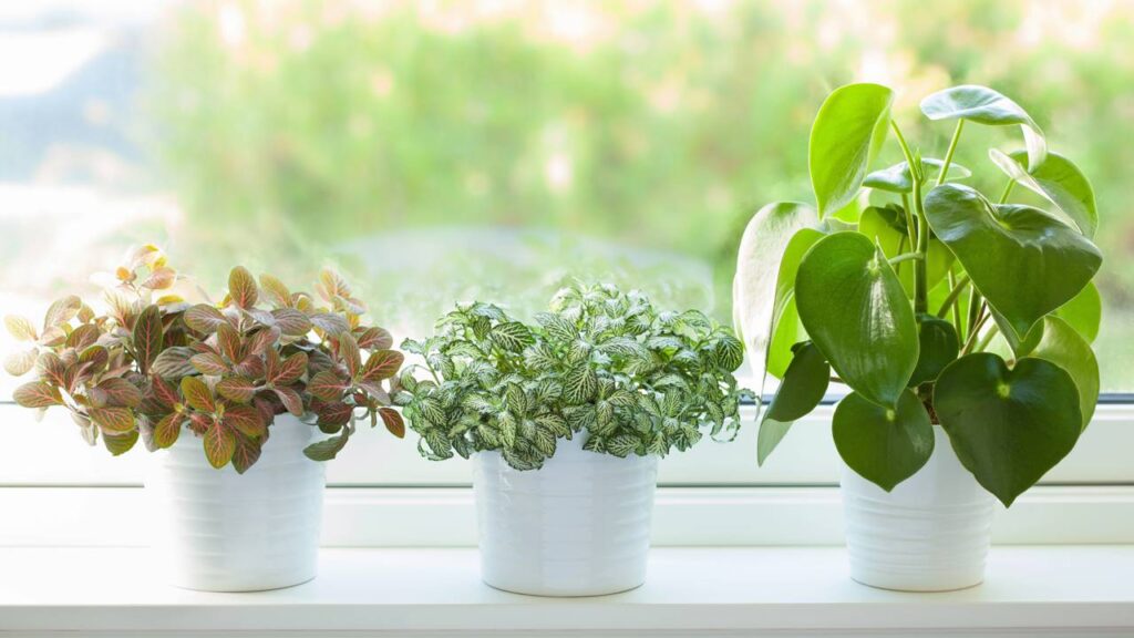 Como decorar sua casa sem oferecer riscos de intoxicação aos seus pets