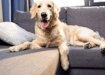 Como manter a casa limpa e cheirosa mesmo tendo pets