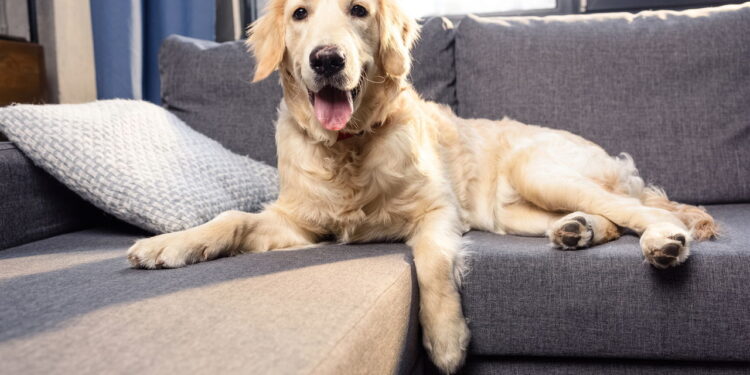 Como manter a casa limpa e cheirosa mesmo tendo pets