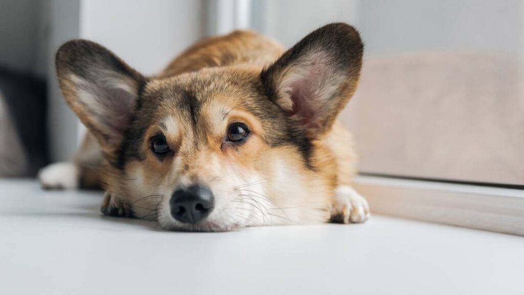 Saiba quando o comportamento de dar voltinhas do cachorro antes de deitar é normal