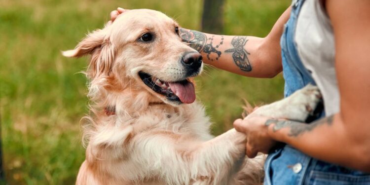 5 cuidados com cachorros que muitos donos ignoram, mas que melhora a vida dos pets