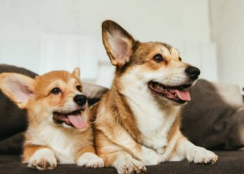 Proteja seu pet com carinho usando este truque para espantar as pulgas