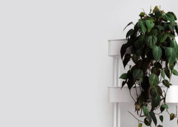 O Filodendro Micans é uma ótima planta para purificar o ar do ambiente