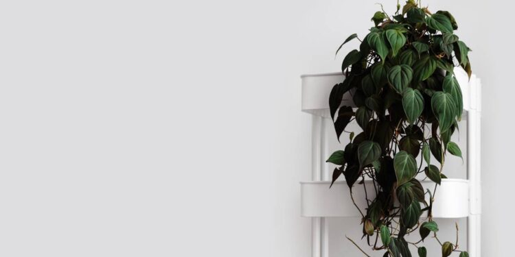 O Filodendro Micans é uma ótima planta para purificar o ar do ambiente