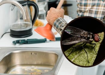 Como desentupir o ralo da cozinha e acabar com as moscas