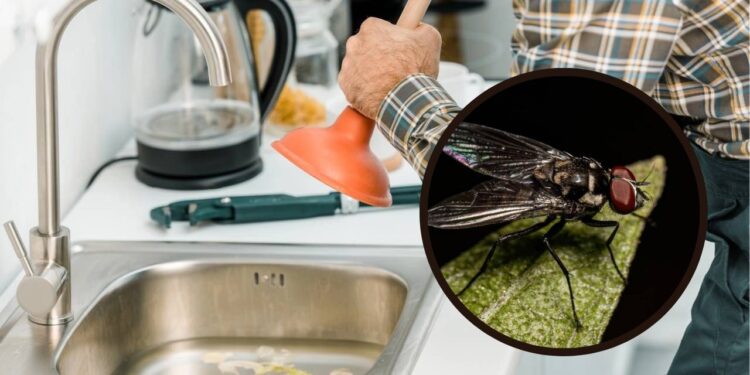 Como desentupir o ralo da cozinha e acabar com as moscas