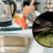 Como desentupir o ralo da cozinha e acabar com as moscas
