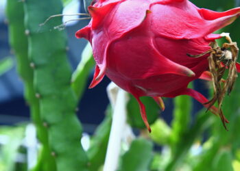 Fruta fácil de cultivar no vaso que floresce à noite e dá frutos vibrantes