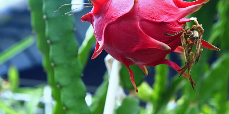 Fruta fácil de cultivar no vaso que floresce à noite e dá frutos vibrantes