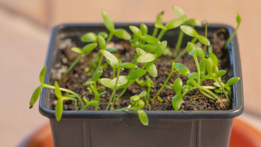 Fruta fácil de cultivar no vaso que floresce à noite e dá frutos vibrantes