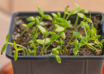 Essas frutas crescem em vasos e transformam varandas em mini pomares