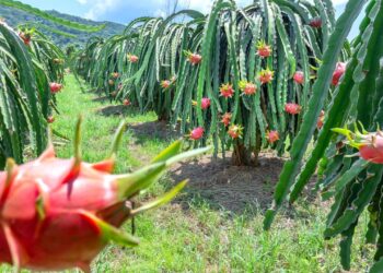 Aprenda a plantar em vasos e colher pitaya na varanda