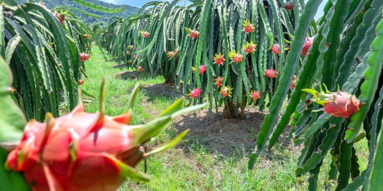 Aprenda a plantar em vasos e colher pitaya na varanda