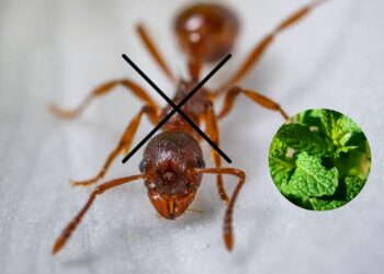 Esta planta conhecida atrai sorte e afasta as formigas da cozinha