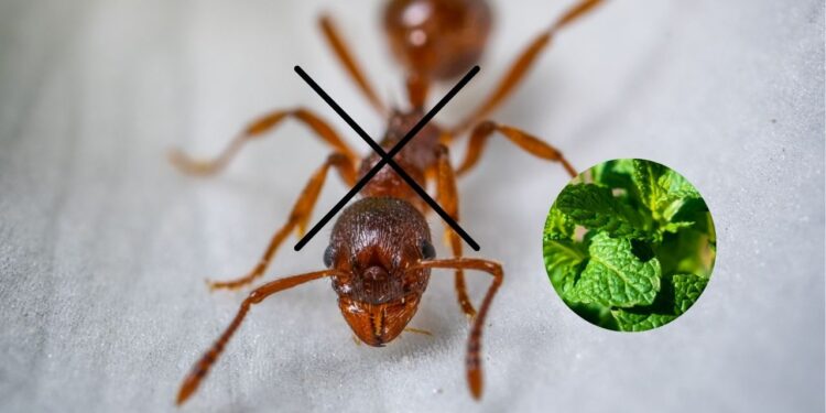 Esta planta conhecida atrai sorte e afasta as formigas da cozinha