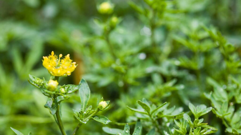 As quatro plantas que afastam carrapatos nos animais de forma natural